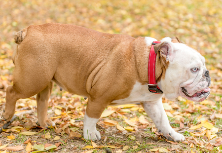 Portrait of active English bulldog outdoor,selective focus の写真素材