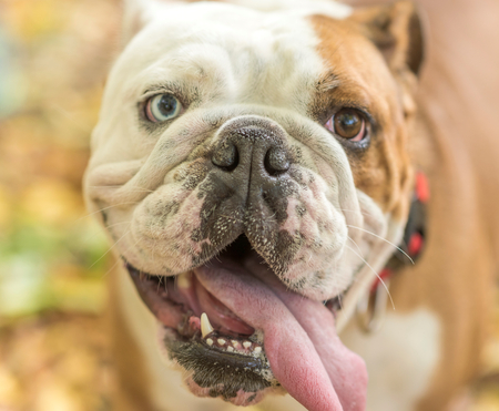 Close up portrait of beautiful English bulldog,selective focus の写真素材