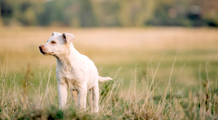 Beautiful dog portrait outdoor,selective focusの写真素材