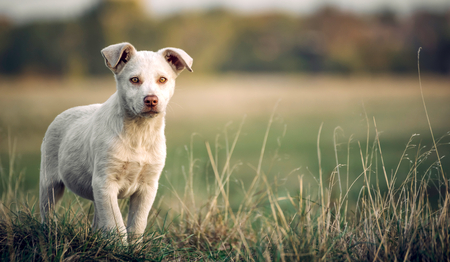 Beautiful young dog posing outdoor,selective focusの写真素材
