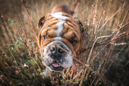 English bulldog portrait in the gras at Autumn time,selective focusの写真素材