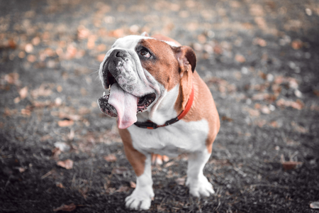 Cute English bulldog posing outdoor,selective focus の写真素材