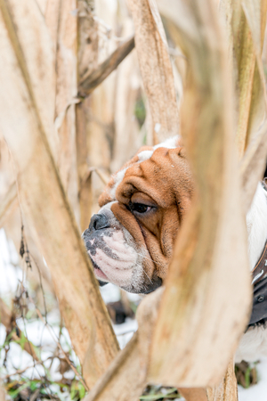 Winter portrait of English bulldog outdoor,selective focusの写真素材