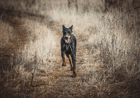 Female Doberman pinscher running on the dry field,selective focus の写真素材