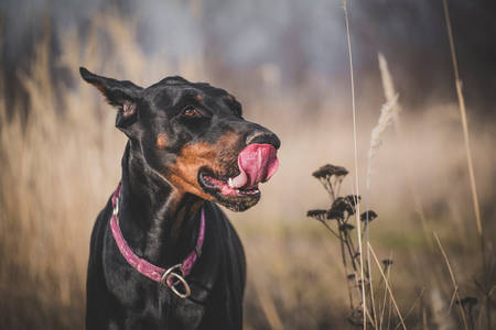 Portrait of funny Doberman pinscher dog,selective focus の写真素材