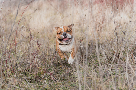 Blurred motion of English bulldog running on the fieldの写真素材
