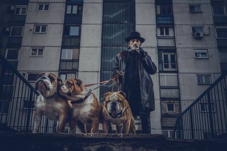 Fahionable man holding three English bulldogs,selective focus の写真素材
