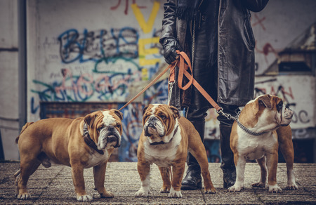 Three adult English bulldogs posing outdoor,selective focus のeditorial素材