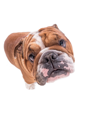 Funny and cute English bulldog isolated on white background の写真素材