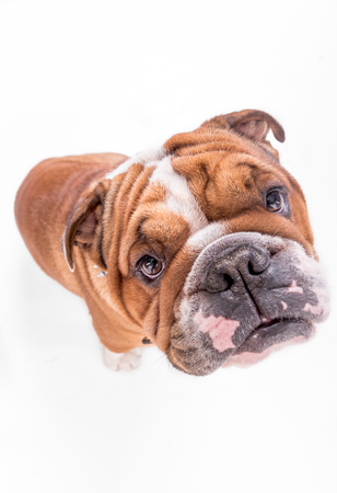 Close up portrait of English bulldog isolated on white background の写真素材