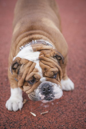 English bulldog biting the stick,selective focus の写真素材