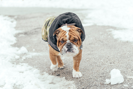 CUte ENglish bulldog walking in the parkの写真素材