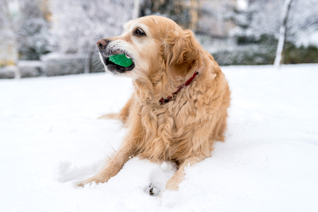Portrait of golden retriever holding the ball in mouth,selective focus の写真素材