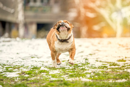 Bulldog with the wooden stick running on field,selective focus の写真素材