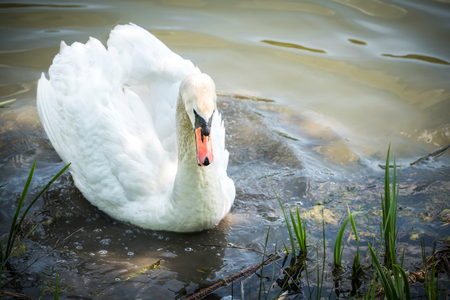 Cloe sup to big male swan in the lake,selective focus and blank spaceの写真素材