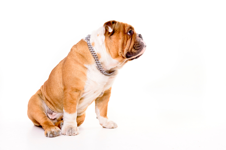 Profile portrait of english bulldog on the white background の写真素材