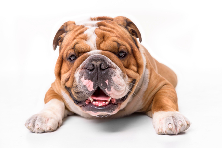 Portrait of english bulldog on white background の写真素材