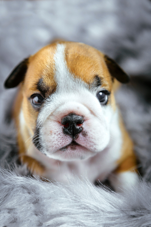 Close up portrait of english bulldog puppy,selective focus の写真素材