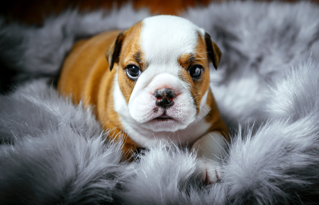 Cute english bulldog puppy,selective focus の写真素材