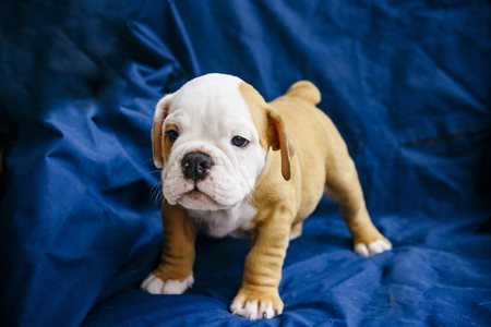 Cute puppy of the English bulldog breed, selective focusの写真素材