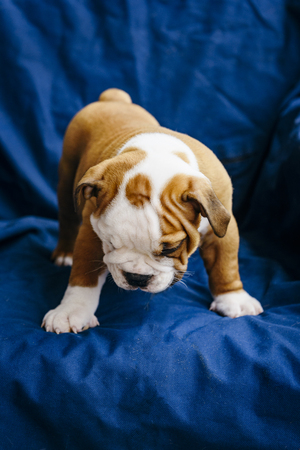 English bulldog puppy playful,selective focus の写真素材