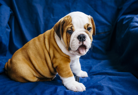Sleepy puppy of english bulldog, selective focusの写真素材