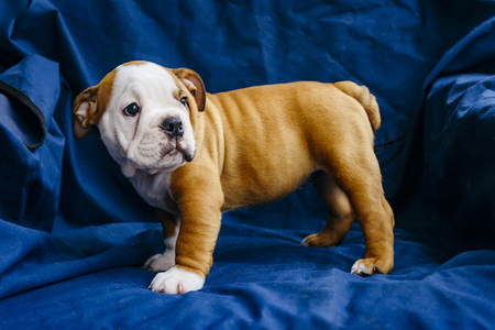 English bulldog puppy on blue backgroundの写真素材