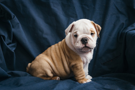 Little male puppy of the english bulldog looking at camera,selective focusの写真素材