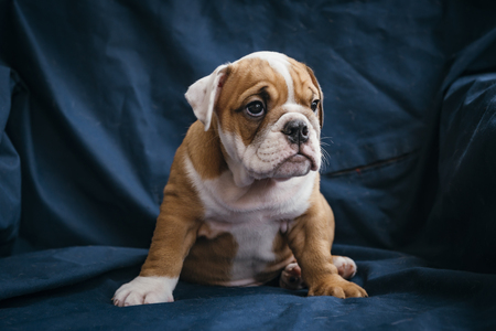 Cute english bulldog puppy posing, selective focusの写真素材