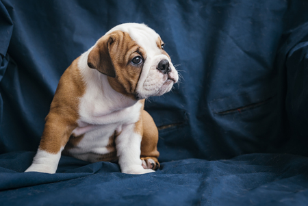 Profile portrait of cute english bulldog puppy, selective focusの写真素材