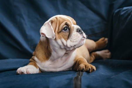 Portrait of cute english bulldog puppy, selective focusの写真素材