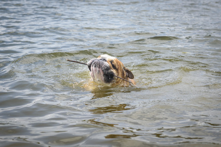 English bulldog swimming with the stick in his mouthの写真素材