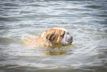 English bulldog swimming in the lakeの写真素材