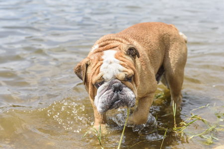 English bulldog walking in the lakeの写真素材