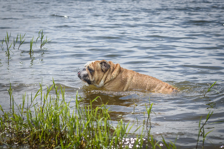 English bulldog swimming in the lake,selective focusの写真素材