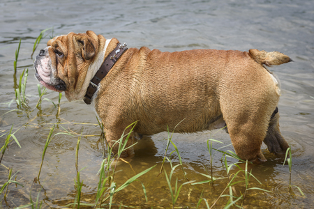 English bulldog standing in the water,selective focusの写真素材