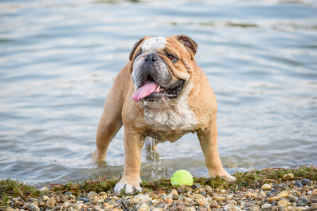 Wet english bulldog with the ball,selective focusの写真素材