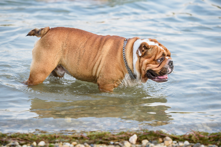 English bulldog refresh in the water,selective focusの写真素材