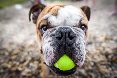 Funny portrsit of bulldog with the ball,selective focusの写真素材