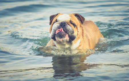 Funny portrait of the Englidh bulldog in the water,selective focusの写真素材