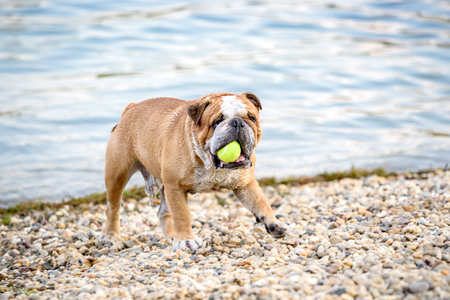 English bulldog running with the ball,selective focusの写真素材