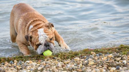 English bulldog catching the ball in water,selective focusの写真素材