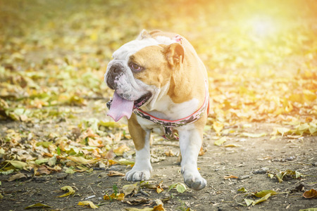 Big female english bulldog in the nature,selective focusの写真素材