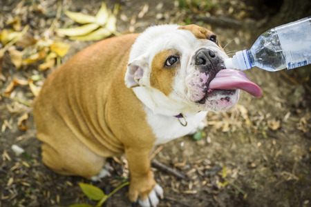 Little puppy of english bulldog drinking water,selective focusの写真素材