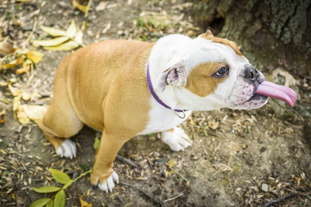 Funny puppy of the english bulldog,selective focusの写真素材