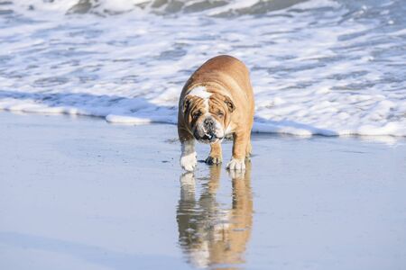 English Bulldog playing on the beach, selective focusの写真素材
