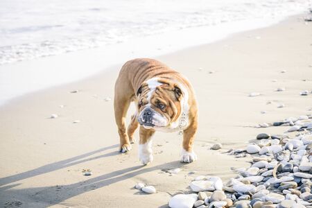 English Bulldog on the beach, selective focusの写真素材