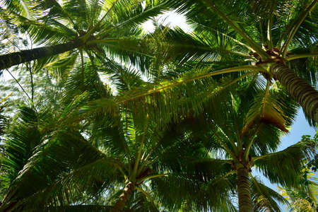 Coconut tree under the sky on a beautiful summer day at the beach.