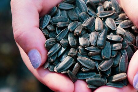 female hands holding a bunch of sunflower seeds feeding birds