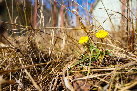 the first spring flowers, medicinal plants mother and stepmother, among the dry grass yellow flowersの写真素材